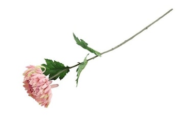 Chrysanthemum rosa