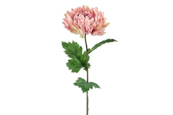 Chrysanthemum rosa