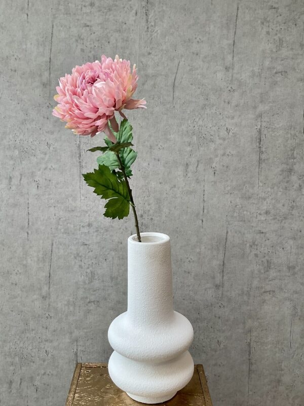 Chrysanthemum rosa