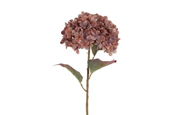 Hortensia copper