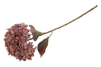 Hortensia copper