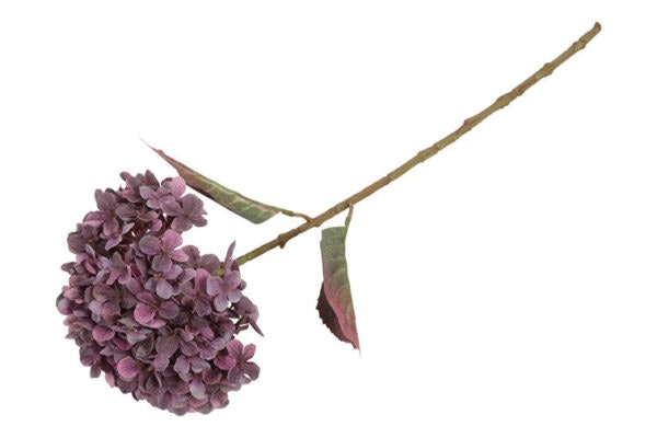 Hortensia Lilla