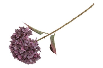 Hortensia Lilla