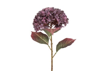 Hortensia Lilla