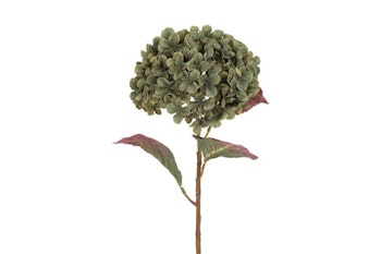 Hortensia Grøn