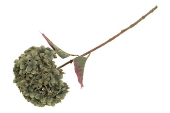Hortensia Grøn