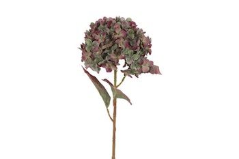 Hortensia Grøn/lilla