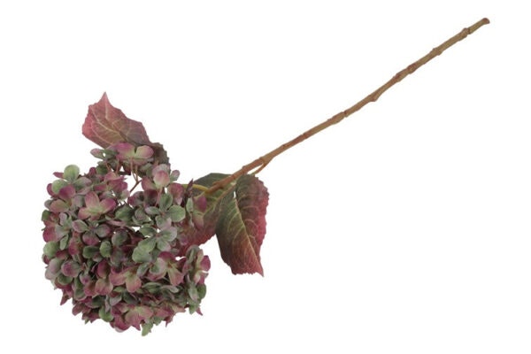 Hortensia Grøn/lilla