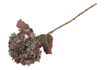 Hortensia Grøn/lilla