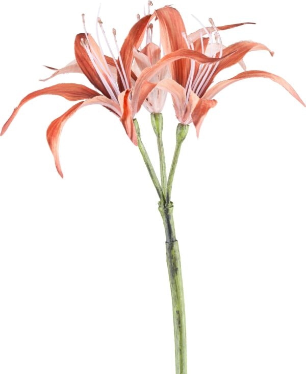Nerine cinnamon