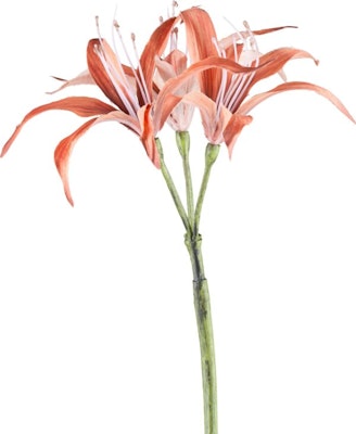 Nerine cinnamon
