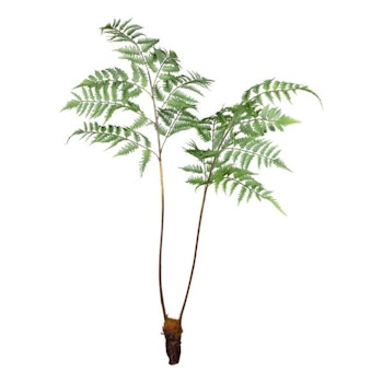 Bregne opstammet m/rod 105 cm