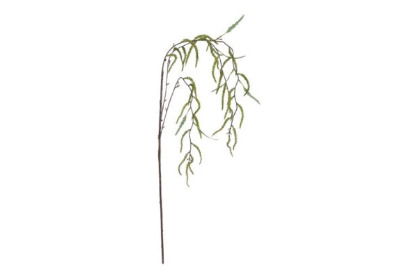 Amaranthus grøn