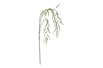 Amaranthus grøn