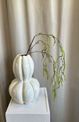 Amaranthus grøn