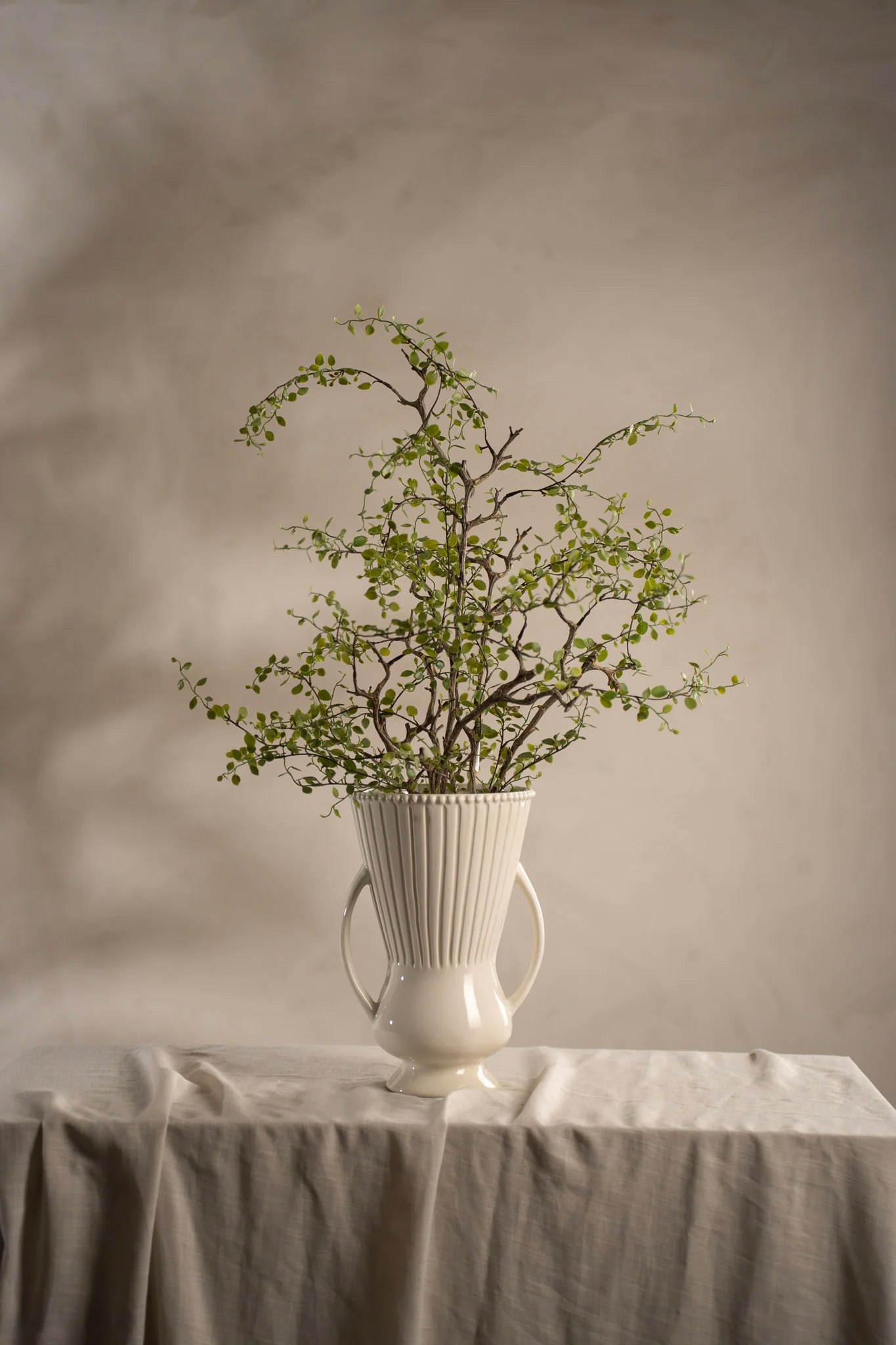Muehlenbeckia 70 cm