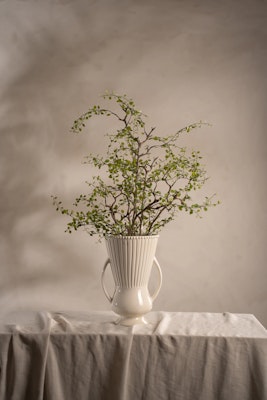 Muehlenbeckia 70 cm