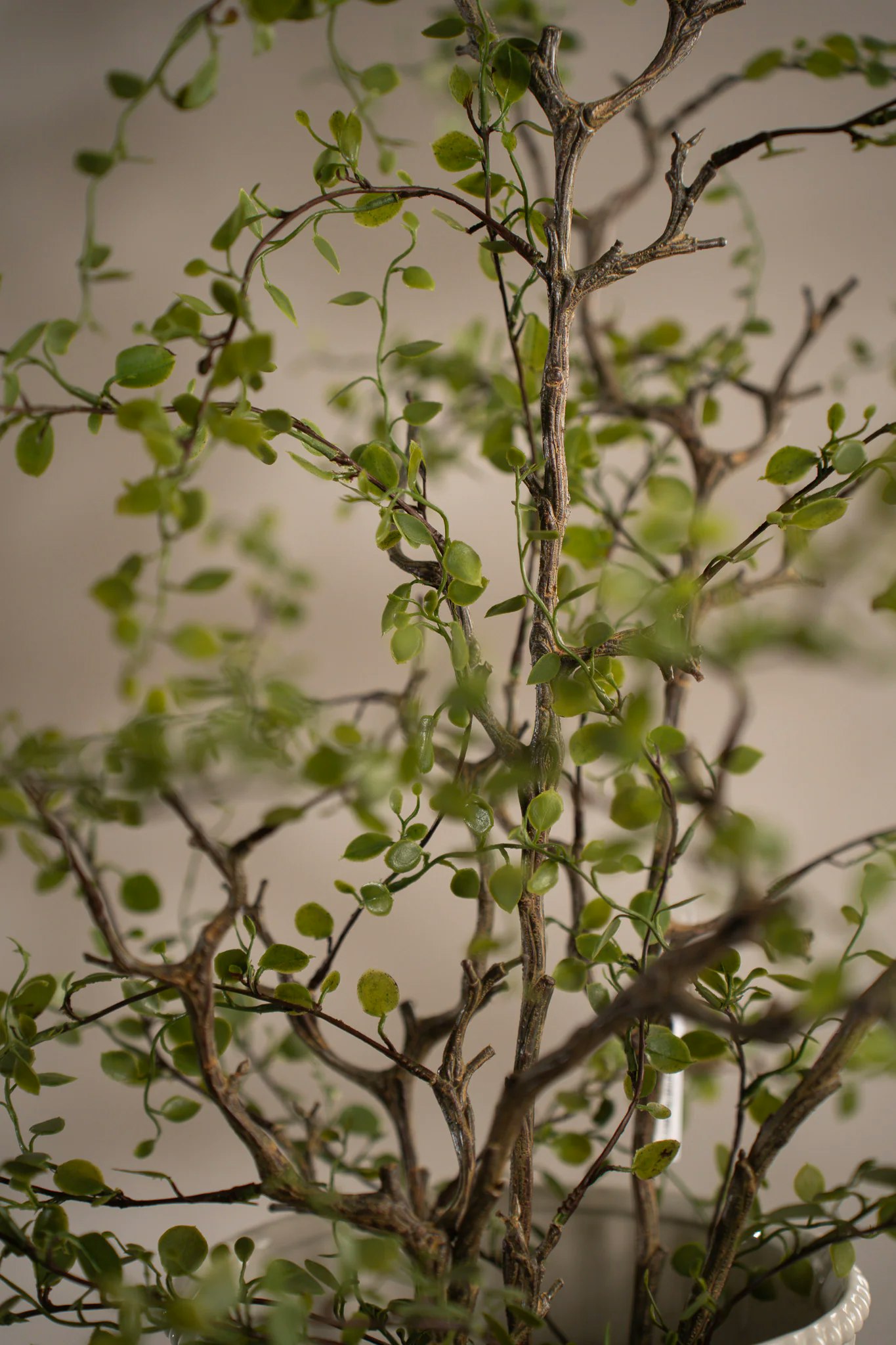 Muehlenbeckia 70 cm