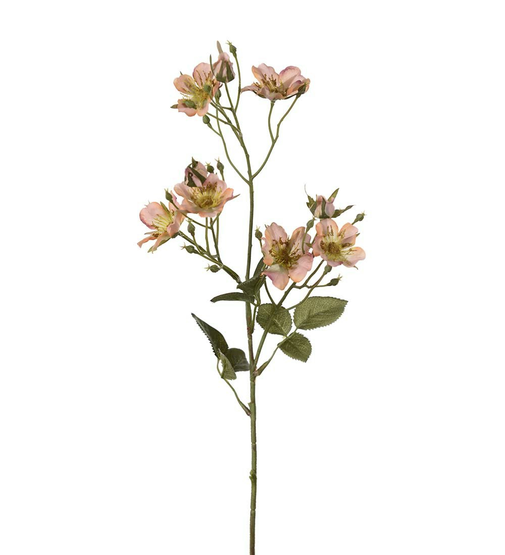 Japansk klatrerose