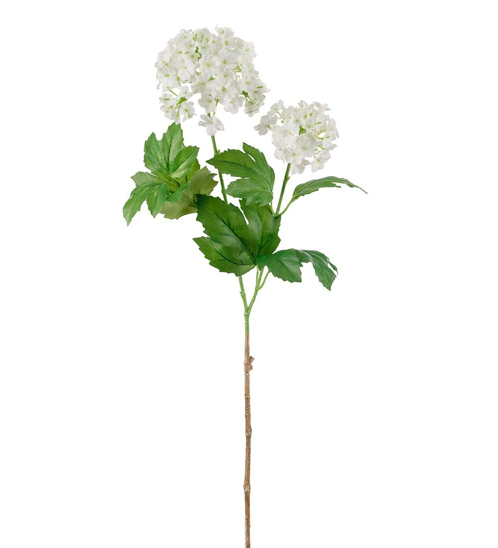 Prydnadsoolvon 'ESKIMO' blomst