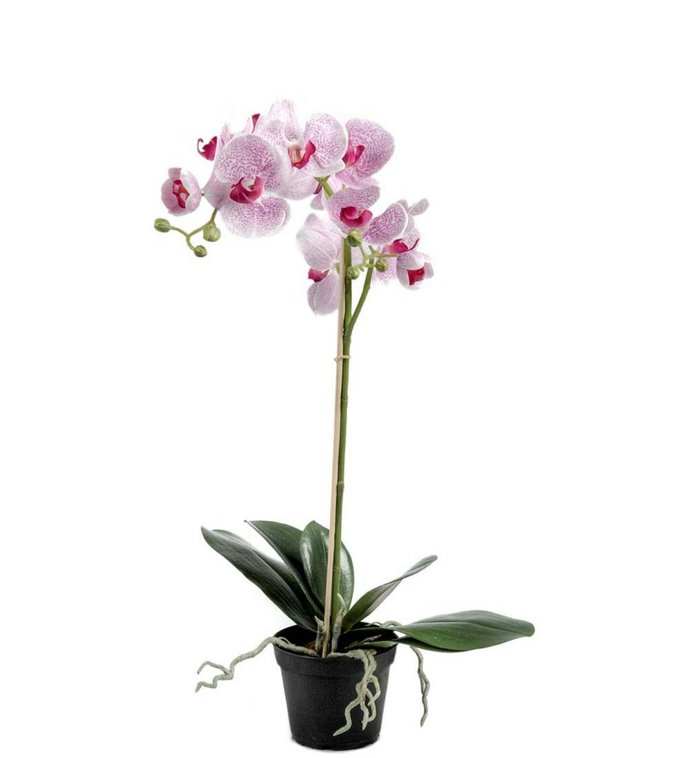 Orkide Pink Stor