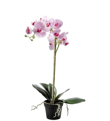 Orkide Pink Stor