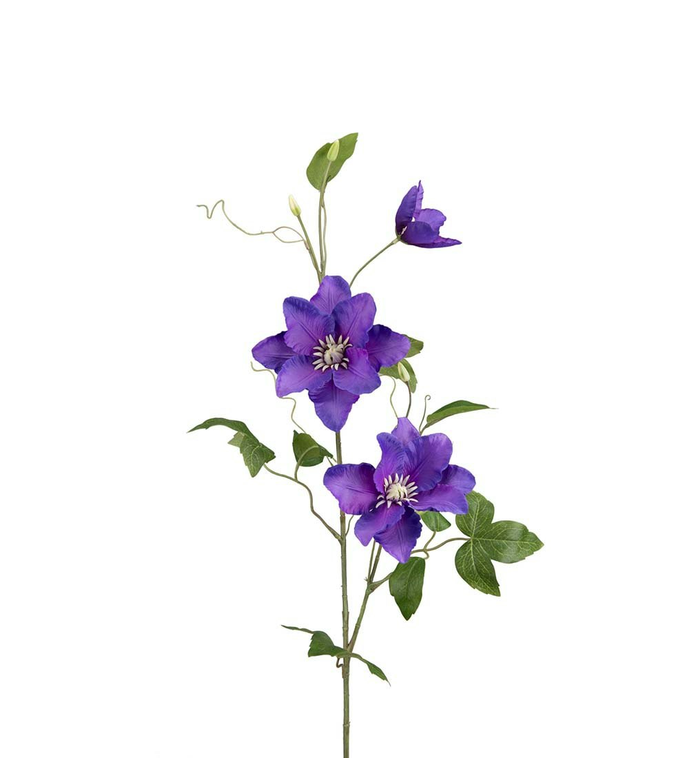 Clematis Blå