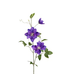 Clematis Blå