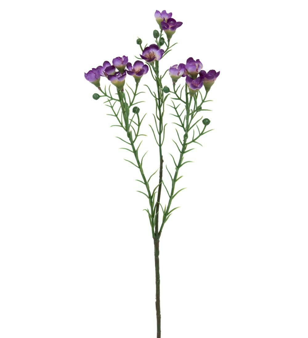 Voksblomst Lilla