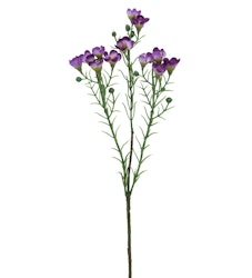 Voksblomst Lilla