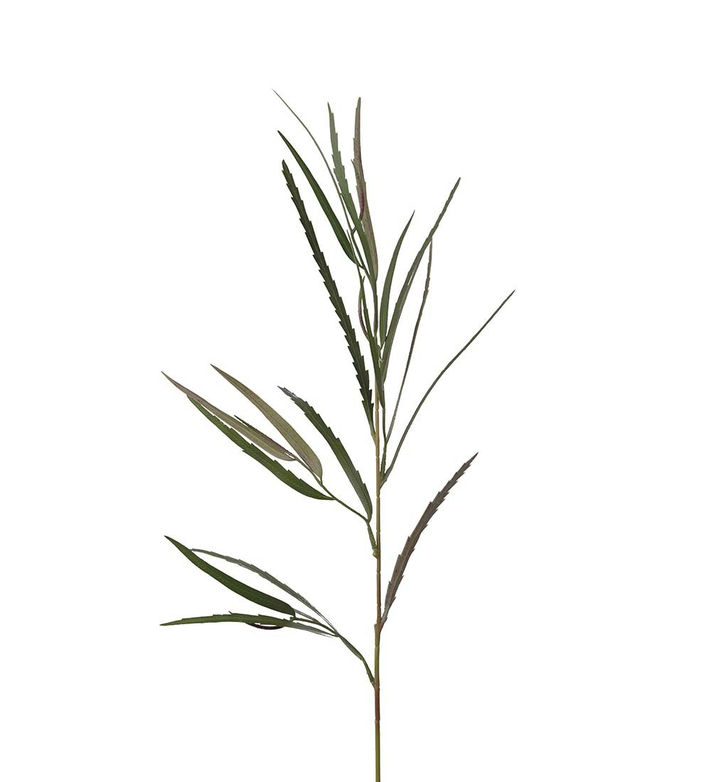 Grevillea gren