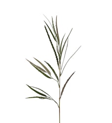 Grevillea gren