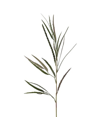 Grevillea gren