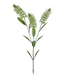 Astilbe gren