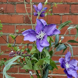 Buket med Clematis