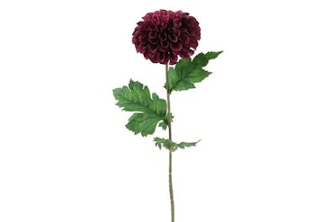 Dahlia Dark purple