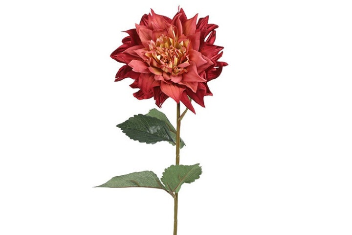 Dahlia lys bordeaux