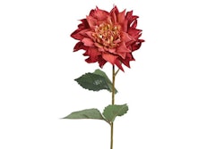 Dahlia lys bordeaux