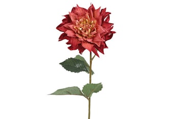 Dahlia lys bordeaux