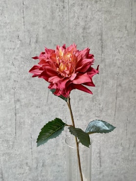 Dahlia lys bordeaux