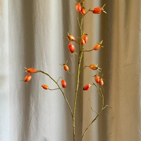 Gren m hyben orange