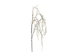 Hænge salix creme
