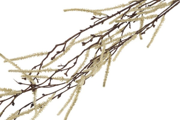 Hænge salix creme
