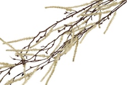 Hænge salix creme