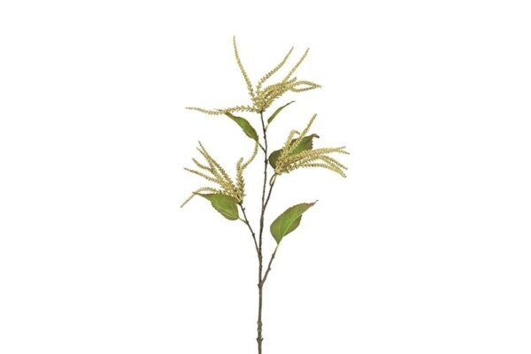 Amaranthus creme