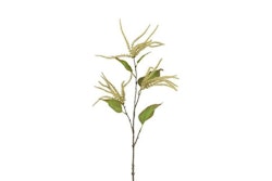 Amaranthus creme