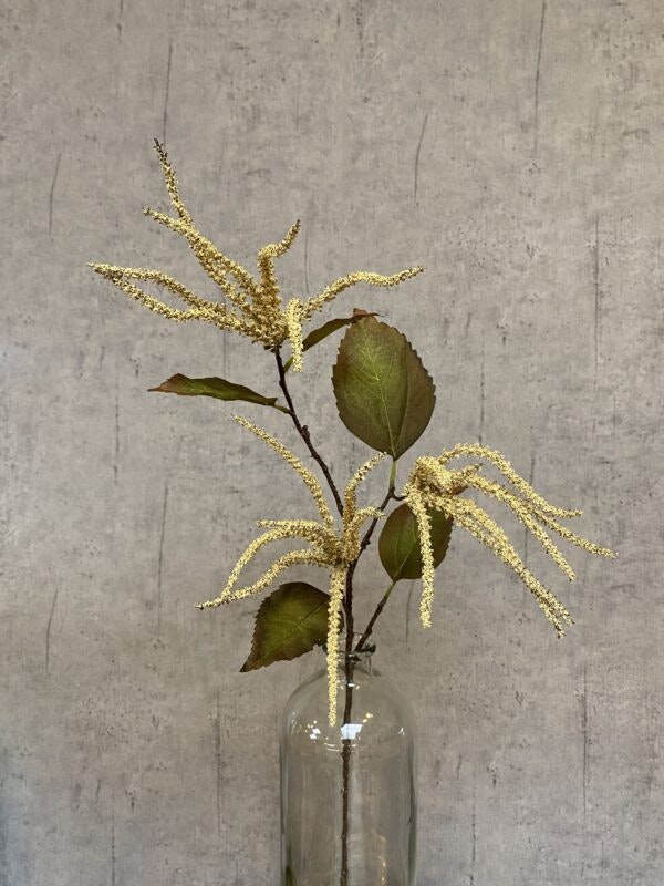 Amaranthus creme