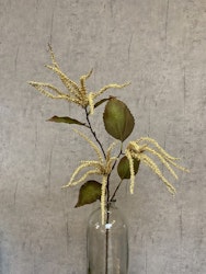 Amaranthus creme