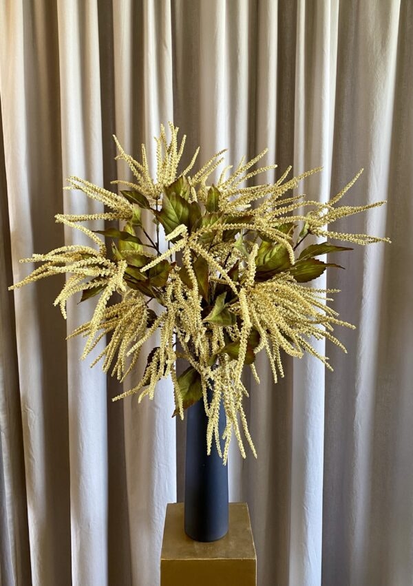 Amaranthus creme