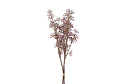 Bær gren purple